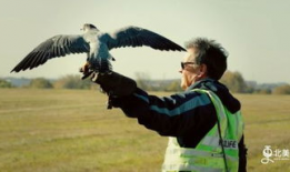 训鹰视频,从新手到专家的蜕变之路